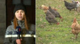 Ptačí chřipka v 70 tisícovém chovu slepic a kohoutů