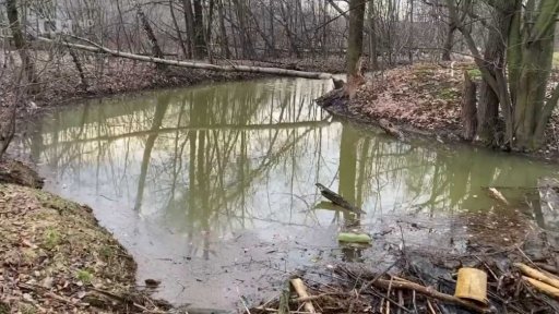 Bobři ničí stromy v Bohumíně