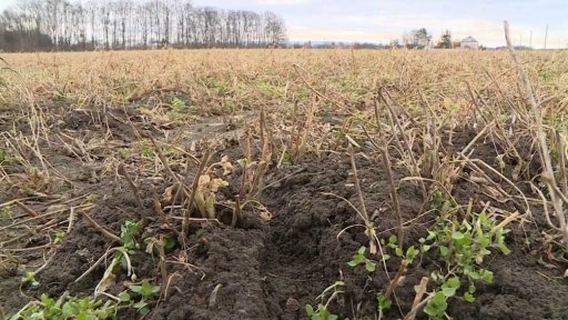 Přemnožení hraboši