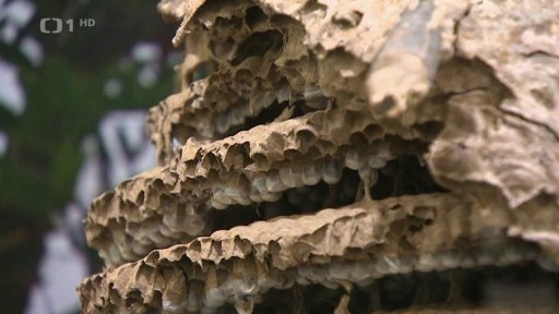 Šíření invazivních sršní asijských