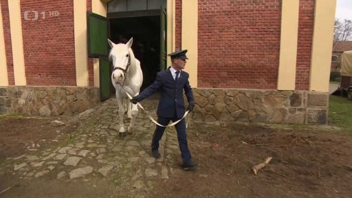 Plemenní hřebci z Písku