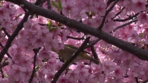 Záplava růžových květů sakur