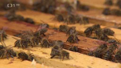 Teplé počasí ovlivňuje včely