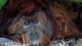 V ústecké zoo zemřel orangutan Ferda