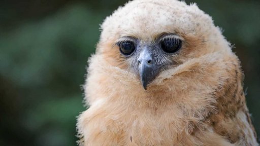 Odchov sovy ketupy Pelovy