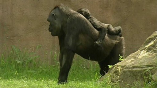 Nové mládě gorily v pražské zoo