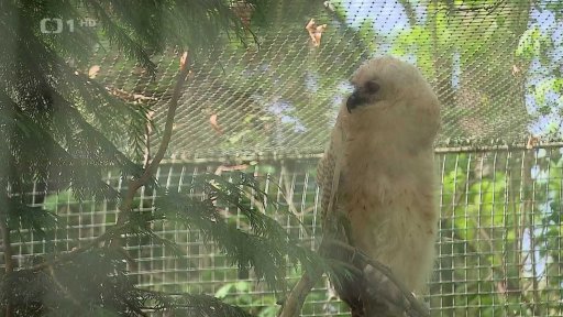 Ohrožená zvířata a rostliny