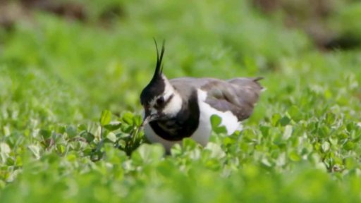 Záchrana hnízd čejky chocholaté