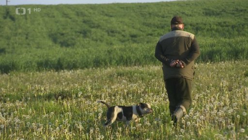 Sklizeň sena v Plzeňském kraji