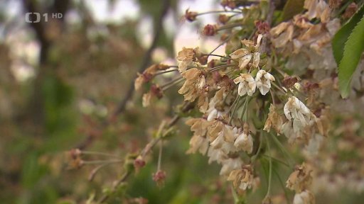 Kompenzace za úrodu poškozenou mrazy