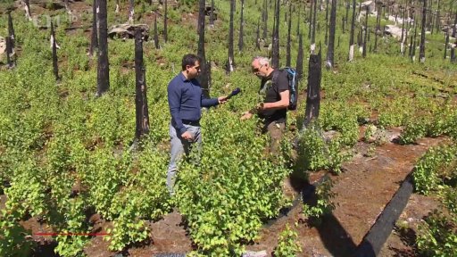 Národní park dva roky po požáru