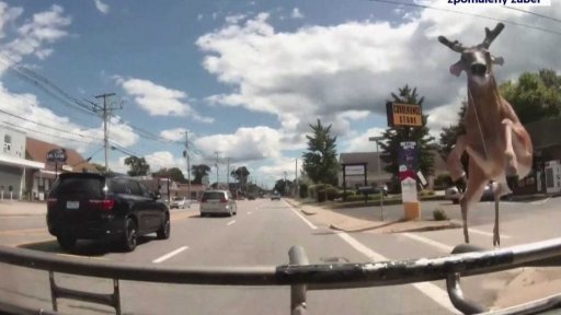 Jelen proskočil čelním sklem autobusu