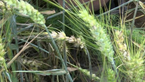 Škody v zemědělství