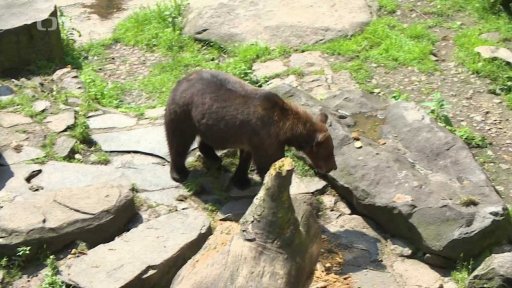 Konec medvědů na hradech a zámcích