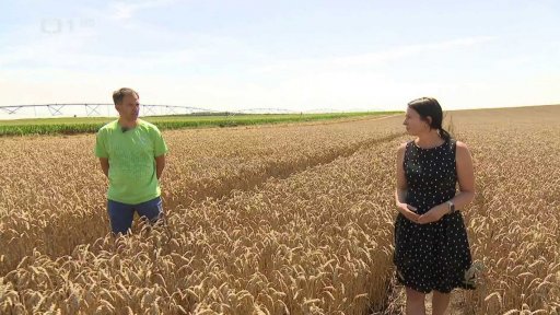 Počasí zpomalilo žně