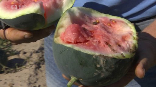 Poničená úroda zeleniny