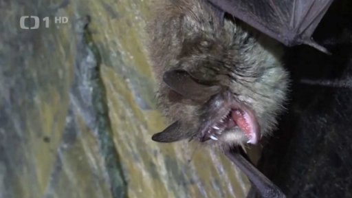 Netopýr nakažený vzteklinou