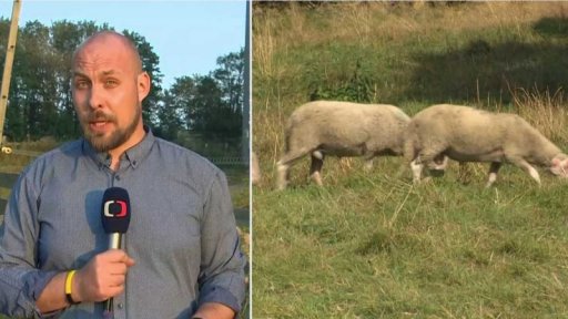 Dvě ohniska nákazy na Karlovarsku