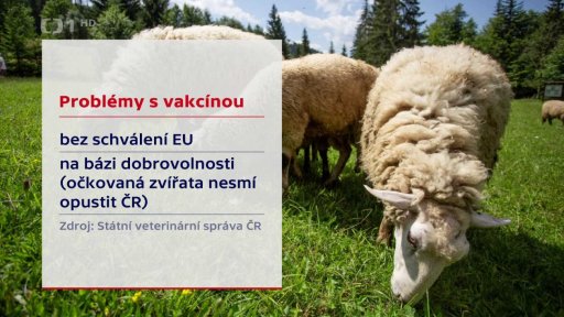 Opatření kvůli katarální horečce ovcí