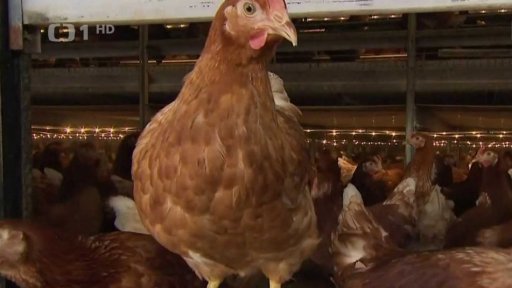 Ptačí chřipka zasáhla další komerční provoz