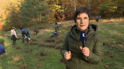 Dobrovolníci sází les