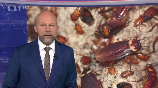 Švábi v Kopidlně na Jičínsku