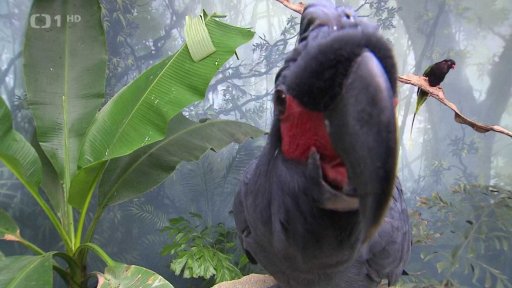 Vědci zkoumali zbarvení peří papoušků