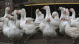 180 tisíc hus vykrmí letos čeští chovatelé