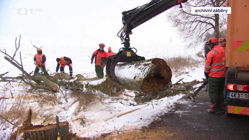 Kácení stromů u silnic