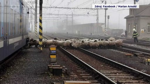 Ovce zablokovaly provoz na koridoru