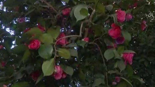 Výstava rozkvetlých kamélií v Kroměříži