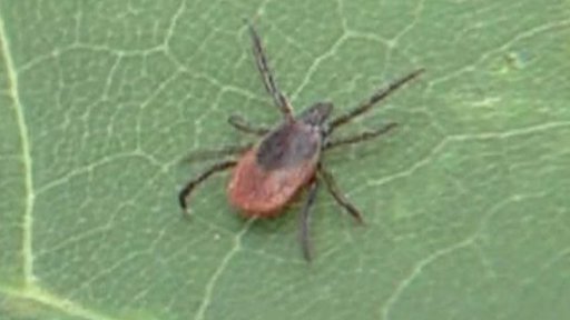 Zpravodajský servis