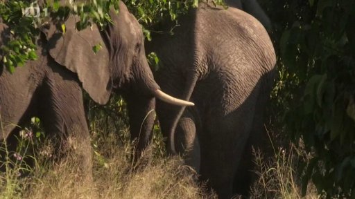 Delta řeky Okavango