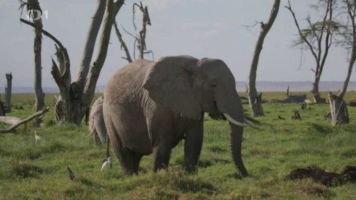 Amboseli