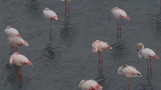 Pětině stěhovavých druhů hrozí vyhynutí + rozhovor s P. Rabasem