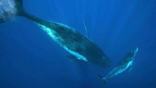 Vědci luští záhadu zpěvu velryb