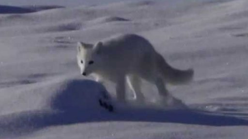 Návrat ohrožených zvířat do ohrožené přírody + rozhovor se Z. Karafiátem