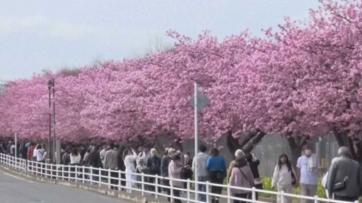 Sakury kvetou dřív kvůli teplému počasí