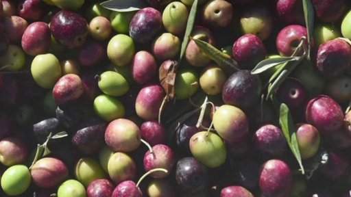 Prudké zdražení olivového oleje a tuniský smutek