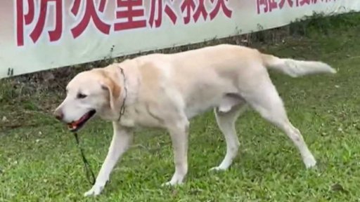 Pes novým hrdinou Tchaj-wanu