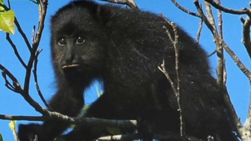 Mexické opice hynou kvůli vedru