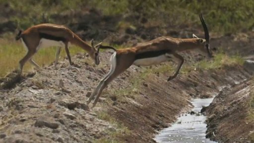 Migrace ohrožených antilop