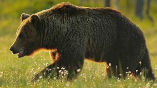 Na Slovensku odstřelili už 41 medvědů