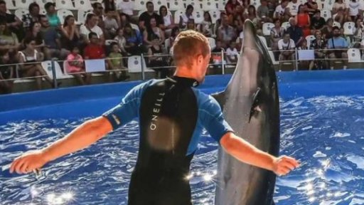 Ukrajinské delfinárium během války