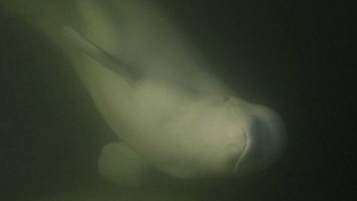 Běluhy jako pomoc při posttraumatické poruše