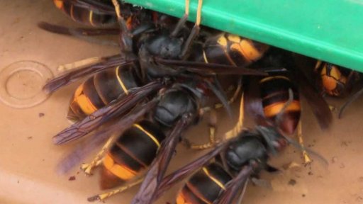 Boj se sršní asijskou ve Švýcarsku