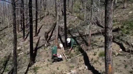 Obnova lesů zasažených požárem v USA