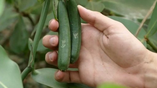 Možnosti využití divoké vanilky