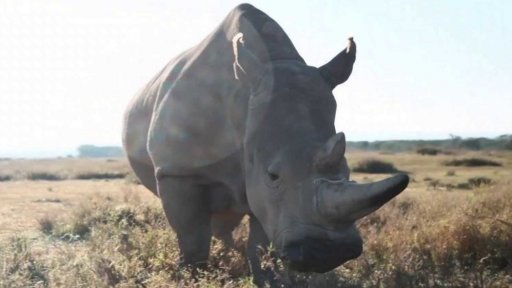 Snahy o záchranu ohrožených živočichů