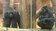 Gorilí mládě v pražské zoo je samice